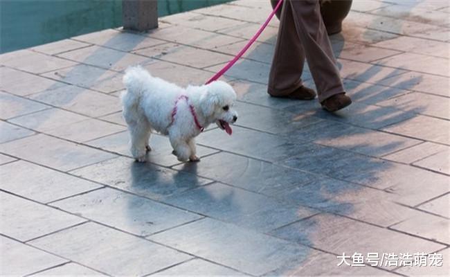 遛狗的5种错误方式, 不知道的赶紧了解一下, 不要再犯了
