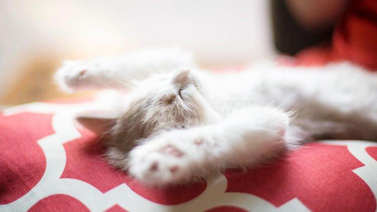 救救铲屎官, 一靠近猫主子就亮爪!