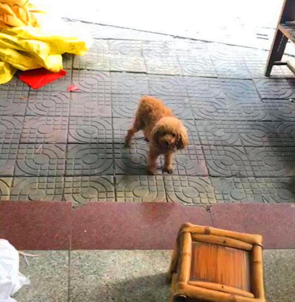 戏精泰迪偷偷跑出去约会小母狗, 被抓回来后捂着眼睛装哭……