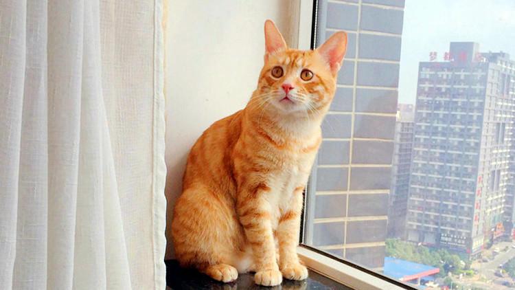 救救铲屎官, 一靠近猫主子就亮爪!