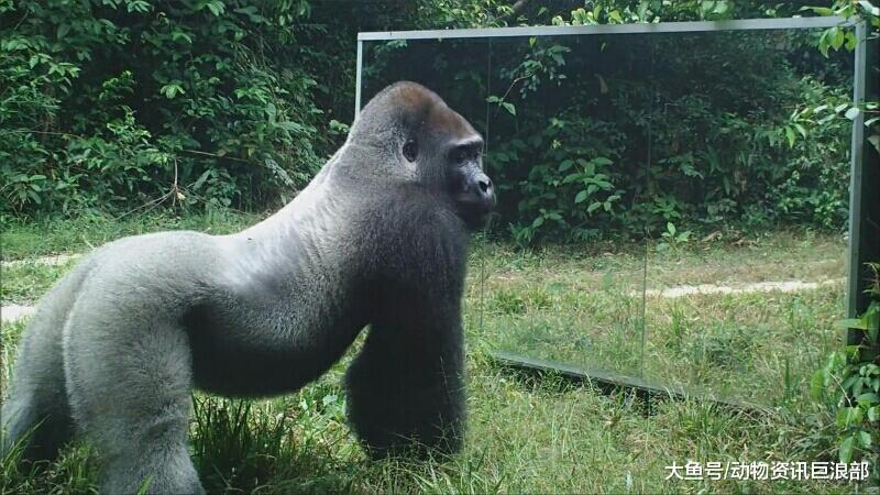 银背大猩猩照镜子 反应超剧烈 网友: 杀马特的水泥舞?