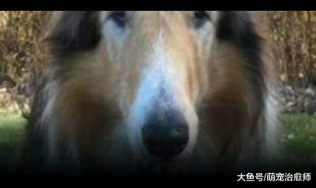 主人将养了16年的狗送到收容所, 而弃养只是因为没有时间陪它