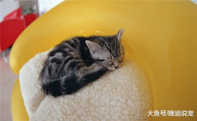养猫咪能改掉下面五种习惯, 你改掉了几个?