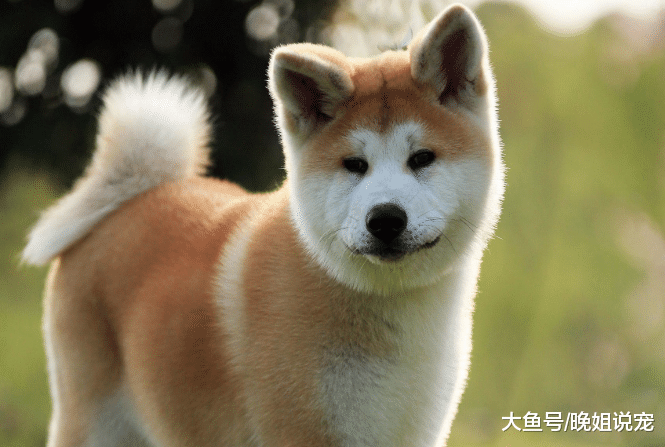 5种已经明令禁养的狗狗, 中华田园犬上榜, 最后一种长得很可爱