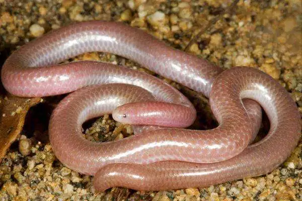 地球上十大最漂亮的蛇, 香蛇第八, 缅甸巨蟒第四, 第一似翡翠