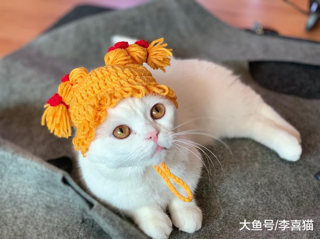 都说猫咪是有灵性的动物, 在某些方面似乎还真掌握了神秘力量呢!