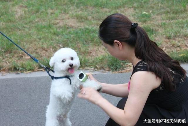 比熊犬很“危险”, 我劝你不要养, 不然你会和我一样后悔莫及!