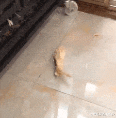 主人给哈士奇一个椰子, 它很快就咬下来一圈, 拆家也是有用处的嘛