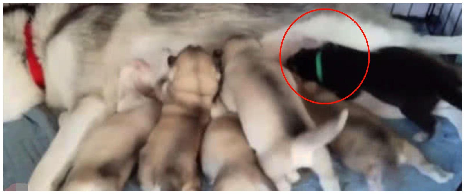 哈士奇的一窝小崽, 其中一只很《生活大爆炸》谢耳朵: 我要专座