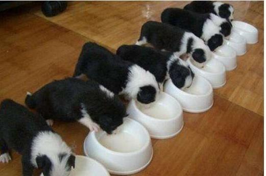 边牧挑食怎么办?