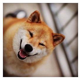 狗狗见到好久不见的主人, 开心得旋转起来, 2千万像素都拍不清它