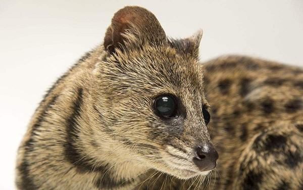 外国人都喜欢养什么宠物, 外国人的宠物绝对让你意想不到