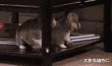 网友坚称自己没养猫, 结果妈妈到家看到带着猫印的面团, 网友……