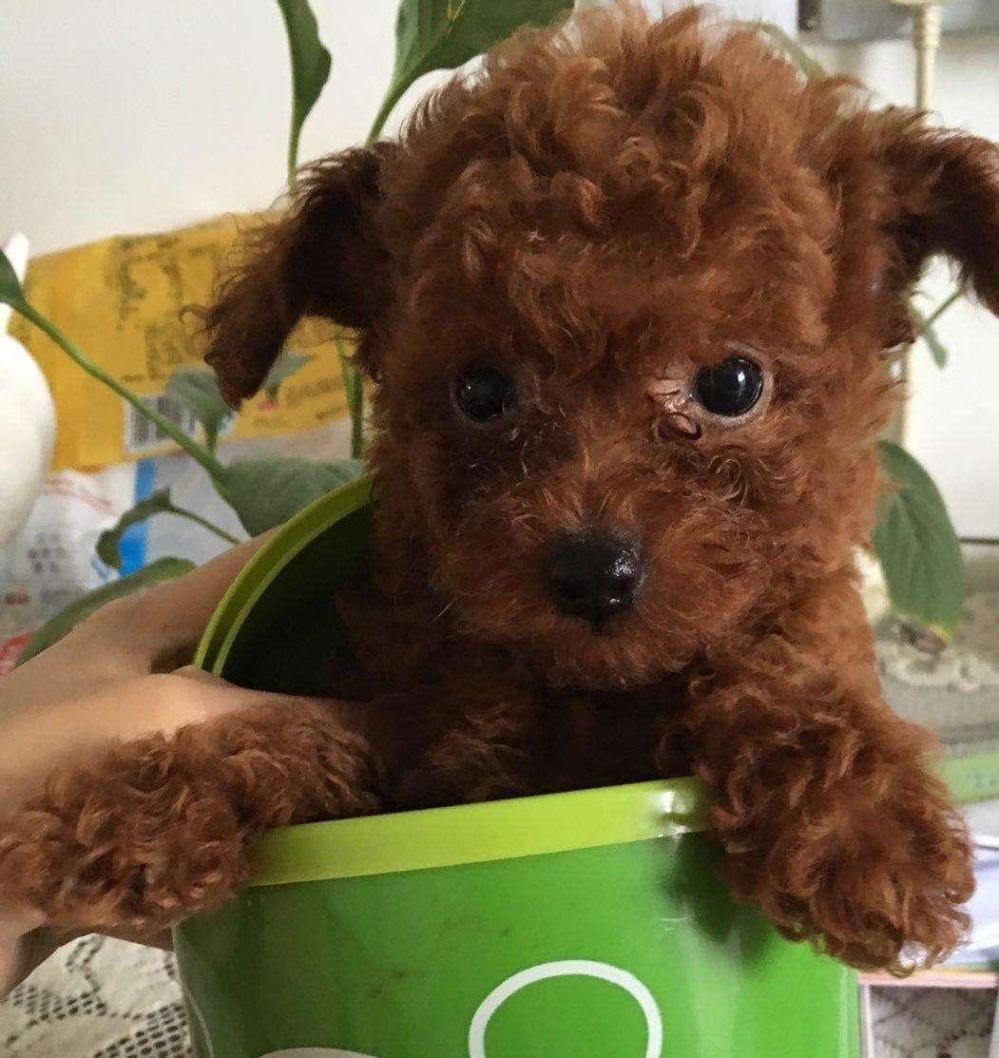 世界上最小的犬种吉娃娃体重1到3公斤, 为啥会有更小的茶杯犬?