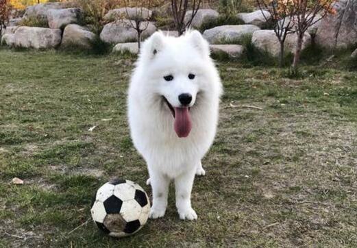 主人如何树立在萨摩耶眼中的权威