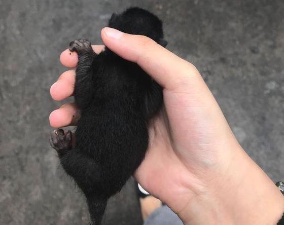 好心女孩捡回家一只流浪猫, 老妈却要把它丢掉: 黑猫不能养
