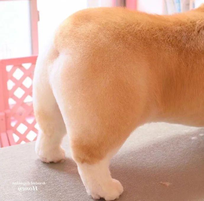 谁说柯基的屁股过时了