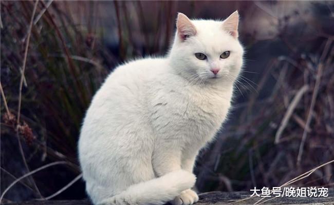 家里的5个地方对猫咪有危险, 铲屎官尽量不要让猫咪靠近