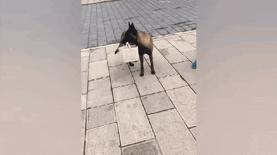 马犬叼篮子, 偶遇服务员培训微笑礼仪, 狗一脸懵: 咋这么多同款…