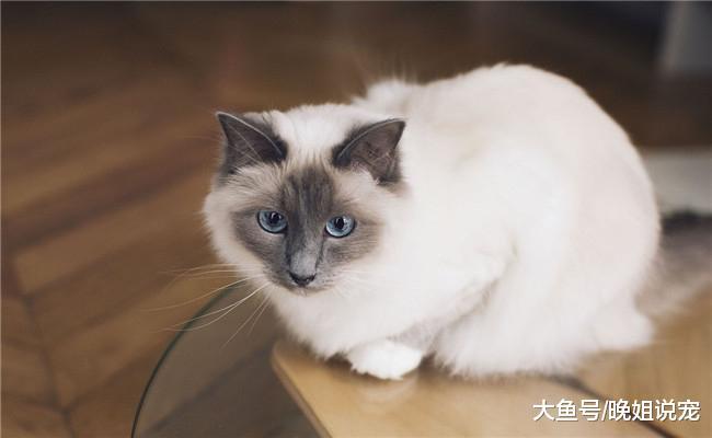下面五种猫咪可以免费领取的话, 你会带哪个回家? 我选第二个