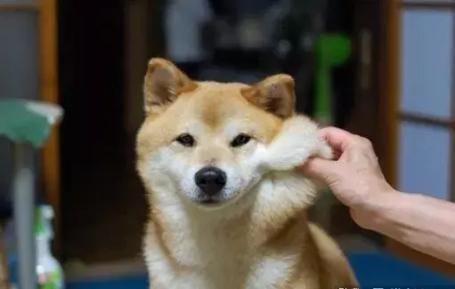 主人帮助狗狗减肥, 结果自己瘦了? 这是什么秘方?