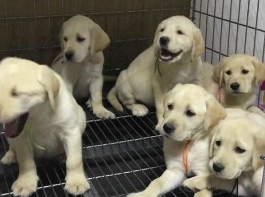 关于拉布拉多犬消化不良的一些知识