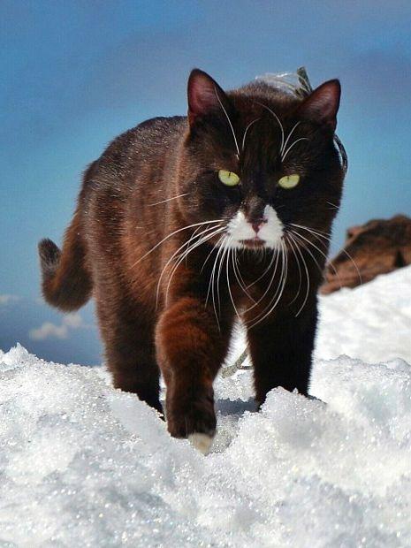 这只喵星人在山上像小老虎, 一逛平地超市竟然...