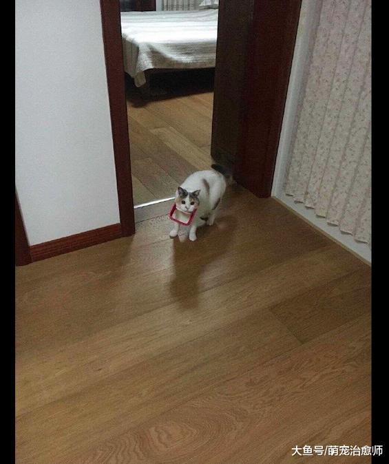 猫咪在家里扒垃圾桶, 结果边框卡在脖子上了, 都是头大惹的祸呀!