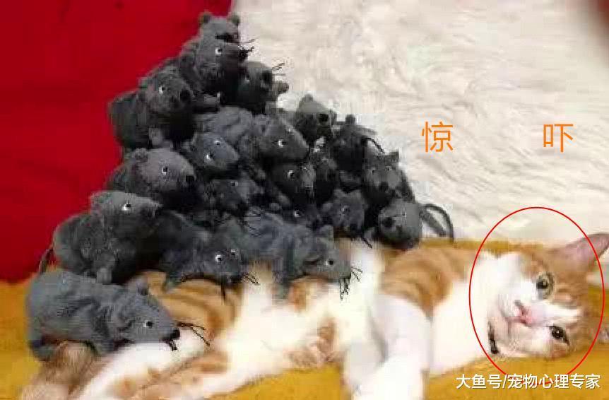 猫咪睡得正香, 醒来后发现自己在老鼠堆里, 它的反应令主人腹痛