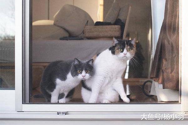 三只猫趴窗户等主人下班, 过往行人笑喷: 这么大阵仗怕奴才受不起