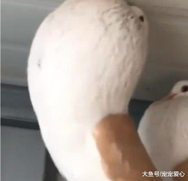男子去阁楼拿东西, 发现里面多了两团“棉花糖”, 细看后乐了