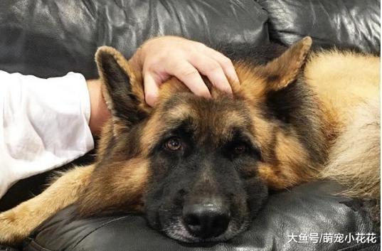 妒忌心最强的5种狗狗, 连看其他狗狗一眼都不行!