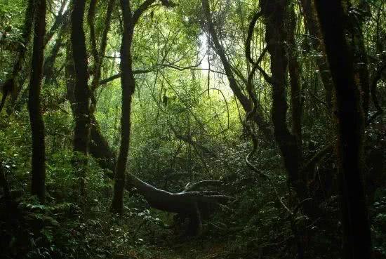 一个自称“原始人”的人, 常年在深山里面, 村民却称他带来好生活