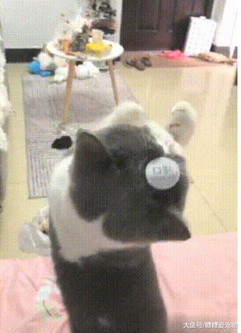 主人往猫身上贴了个贴纸, 就成功“封印”了它, 猫: 你傻不傻啊!