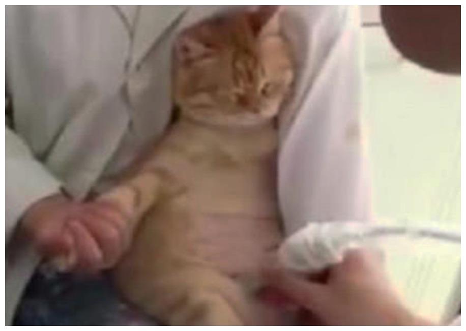 猫咪总打瞌睡, 主人还以为饮食有问题, 医生分析后立马朋友圈炫耀