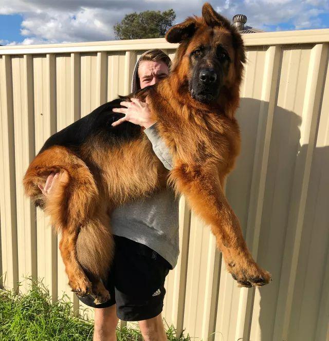 怕吓到人, 狗子居然努力长了一对违和的萌耳朵?