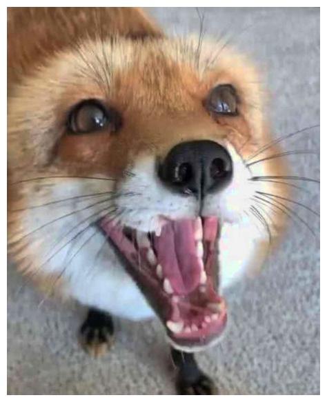 女孩子养狐狸没在怕的, 养了一只长大后, 画面让人替她开心