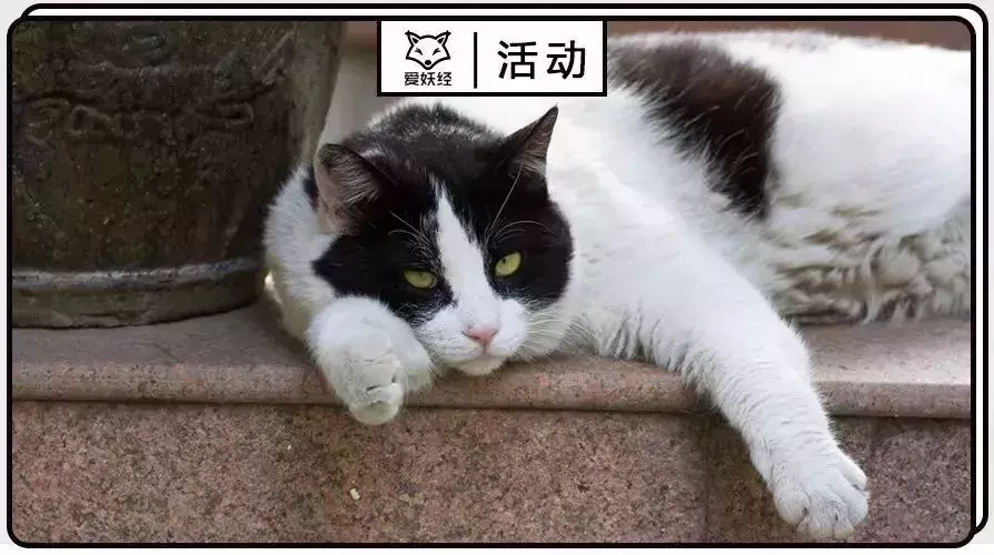 万圣节不捣蛋, 给毛孩子一个温暖的家