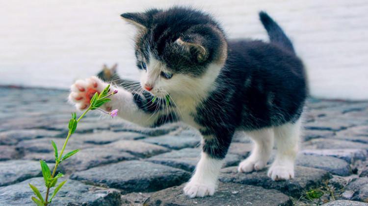 这些大牌的猫咪用品, 也是性价比之选!