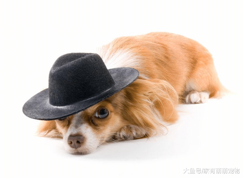 狗狗的睡姿也有讲究, 5个睡姿对应物种性格, 你家狗子属于哪种?