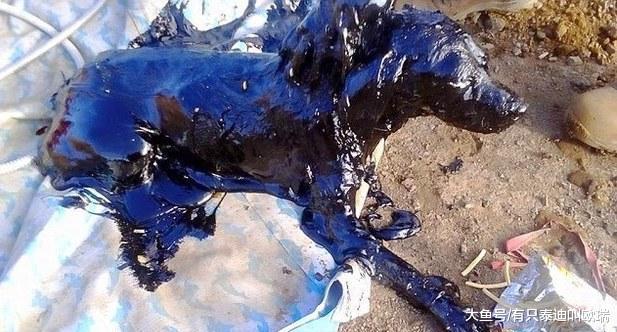 可怜流浪狗遭人丢弃至柏油池中, 好心父子路过拯救狗狗一命!