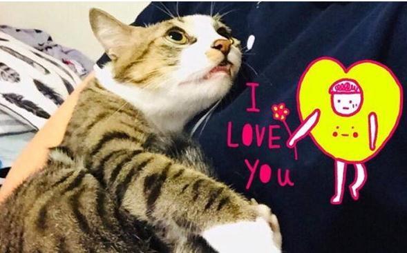 收编流浪猫后饲主花10个月才卸下它的心防, 让她又亲又抱非常感动
