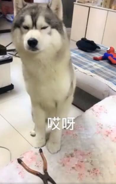 主人戒指取不下来哈士奇来帮忙, 叼来一把秘密武器, 女子吓懵了!