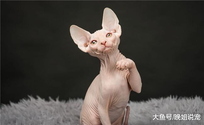 5种宠物猫品种和价格, 折耳猫稍贵, 第三种开销大, 价格高