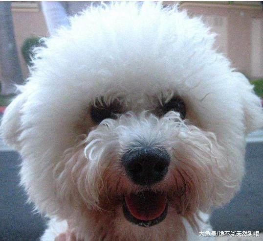 比熊犬很“危险”, 我劝你不要养, 不然你会和我一样后悔莫及!