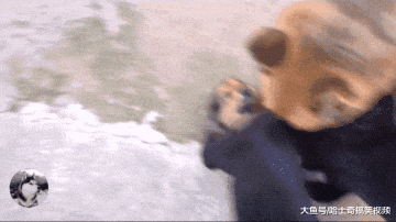 网友养了两只德牧, 打算用来繁殖出售, 生下孩子后发现亏了