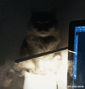 寻找猫咪10分钟无果, 一个无意间的抬头, 那种感觉有点奇怪