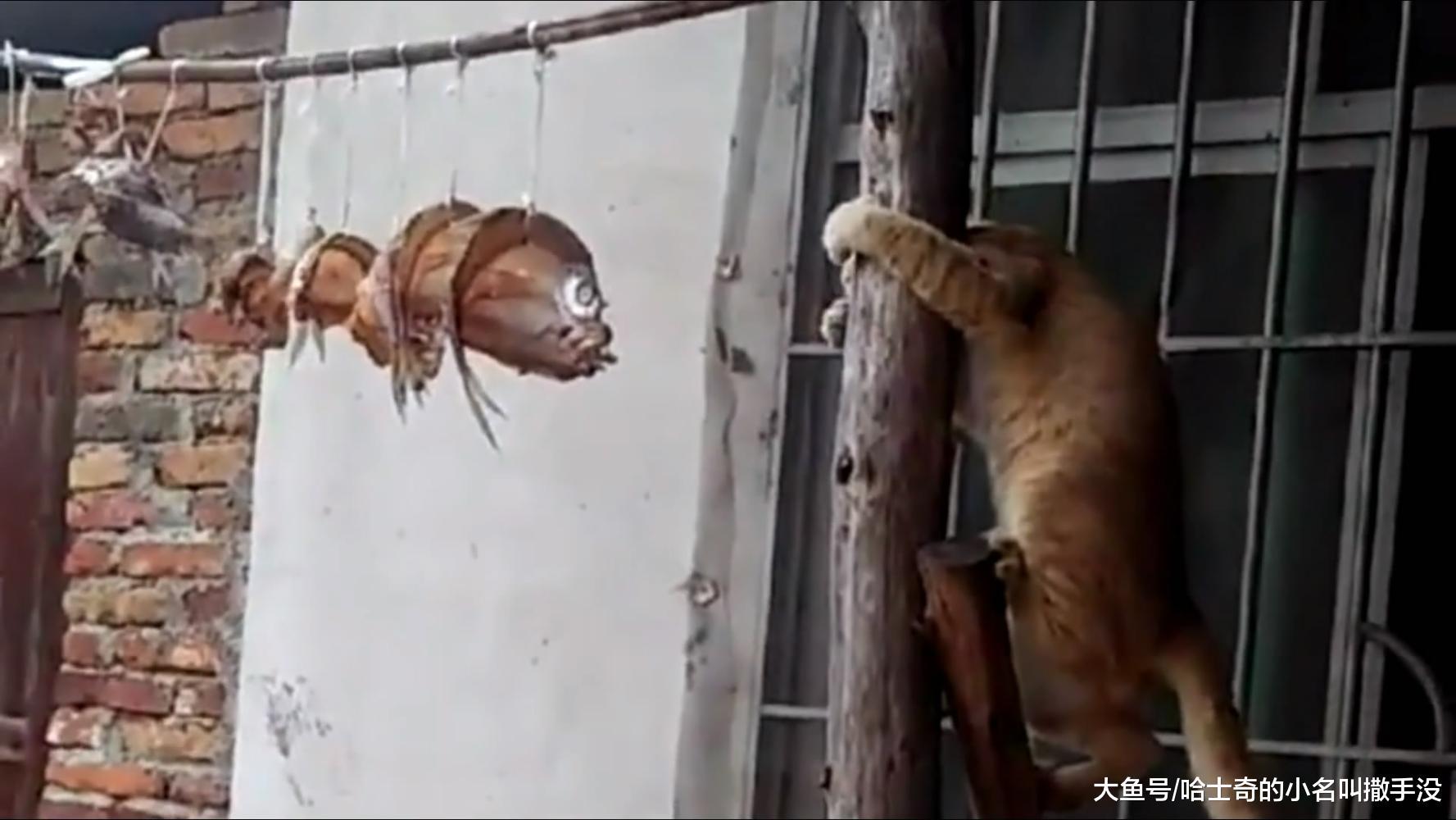 看到橘猫这么努力的在偷鱼, 我都不忍心阻止它, 反正你也够不着