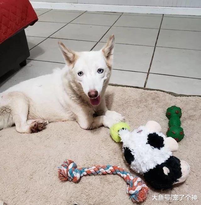 养狗后只让它在笼子里活动? 求你了, 别养狗!