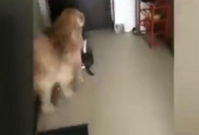 因为吃醋, 大金毛把自家猫咪逐出家门: 有我没它! 本狗受够了!